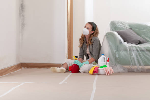 Reliable Basement Mold Removal contractor in Warrenville, IL by Cheap Mold Removal