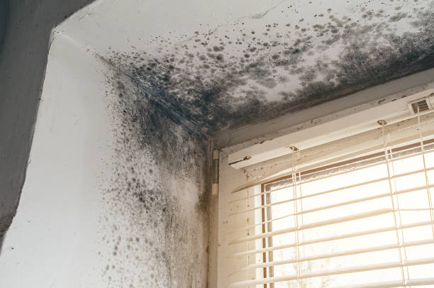 Affordable Basement Mold Removal solutions in Warrenville, IL
