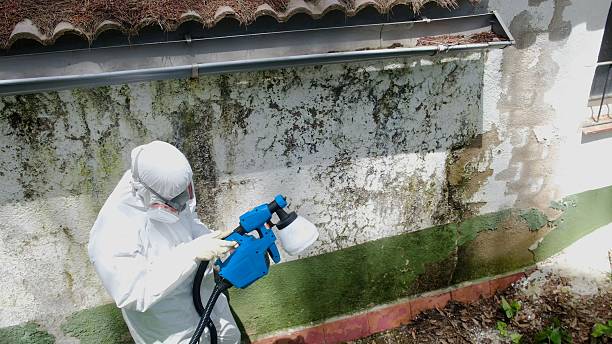 Top rated local Basement Mold Removal specialists in Warrenville, IL